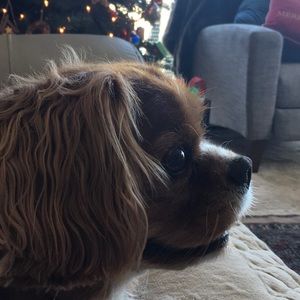 Meet your Posher, Lisette